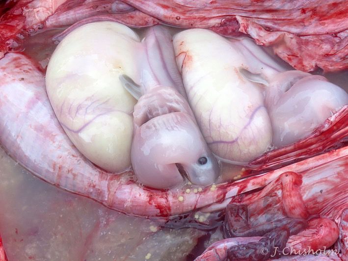 Porbeagle embryos 