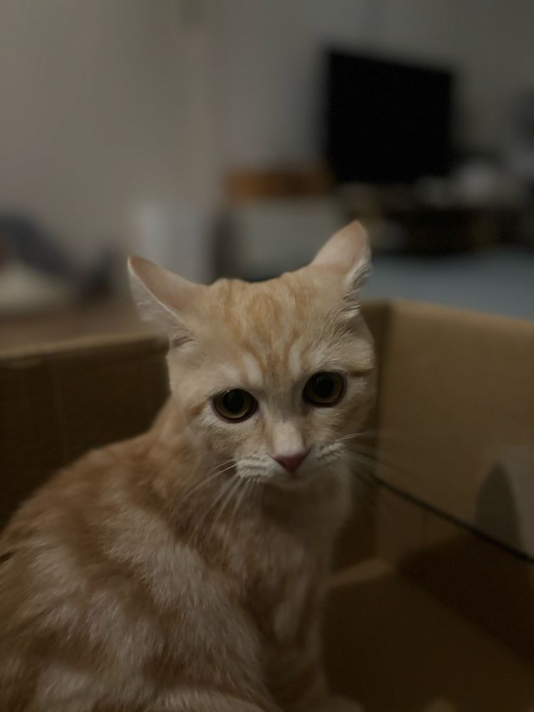 みちょさんイカ耳