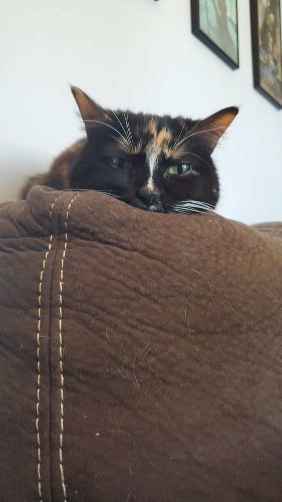 A black and orange and white cat, draped on top of a brown couch, staring with disdain