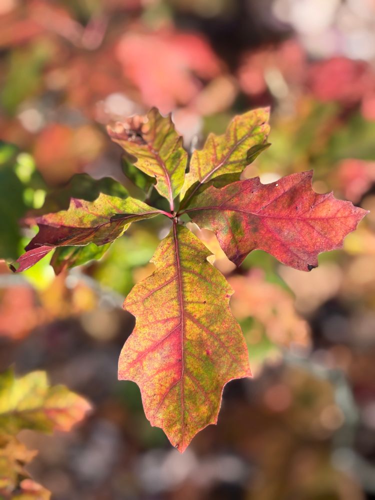 Fall colors vibrant veiny leaves seen on a hike in Laurel Summit area, Souhwestern PA