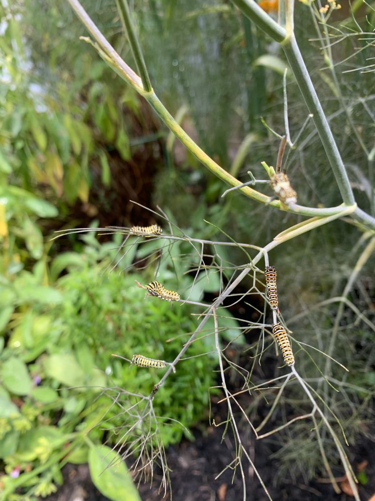 Five little black swallowtail butterfly caterpillars enjoying snacking on a fennel plant with rosemary and sage plants in the background. 