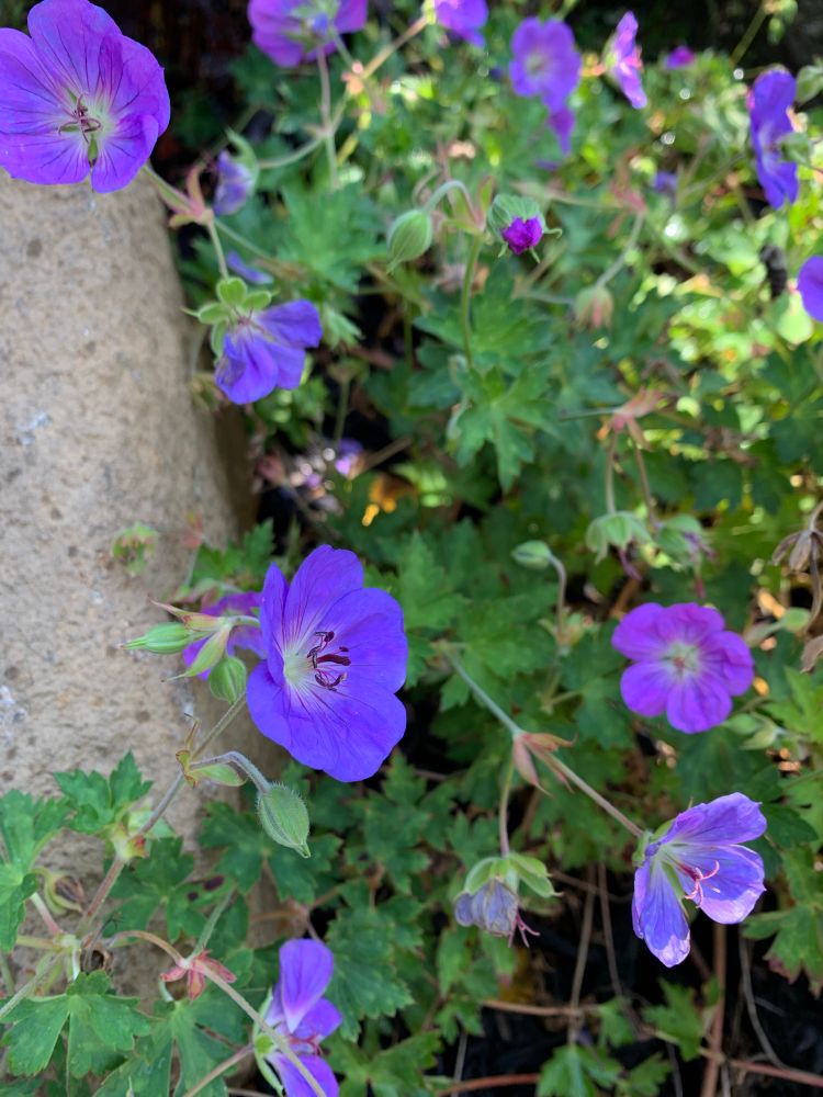 Purple hardy geranium flowers in a garden next to a grey rock. 