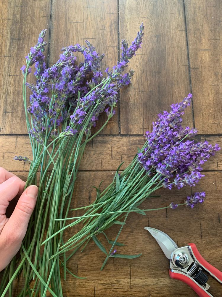 Freshly cut lavender flowers on a wooden table.