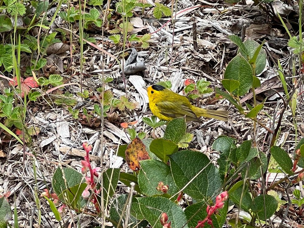 A cute lil yellow bird with a black cap