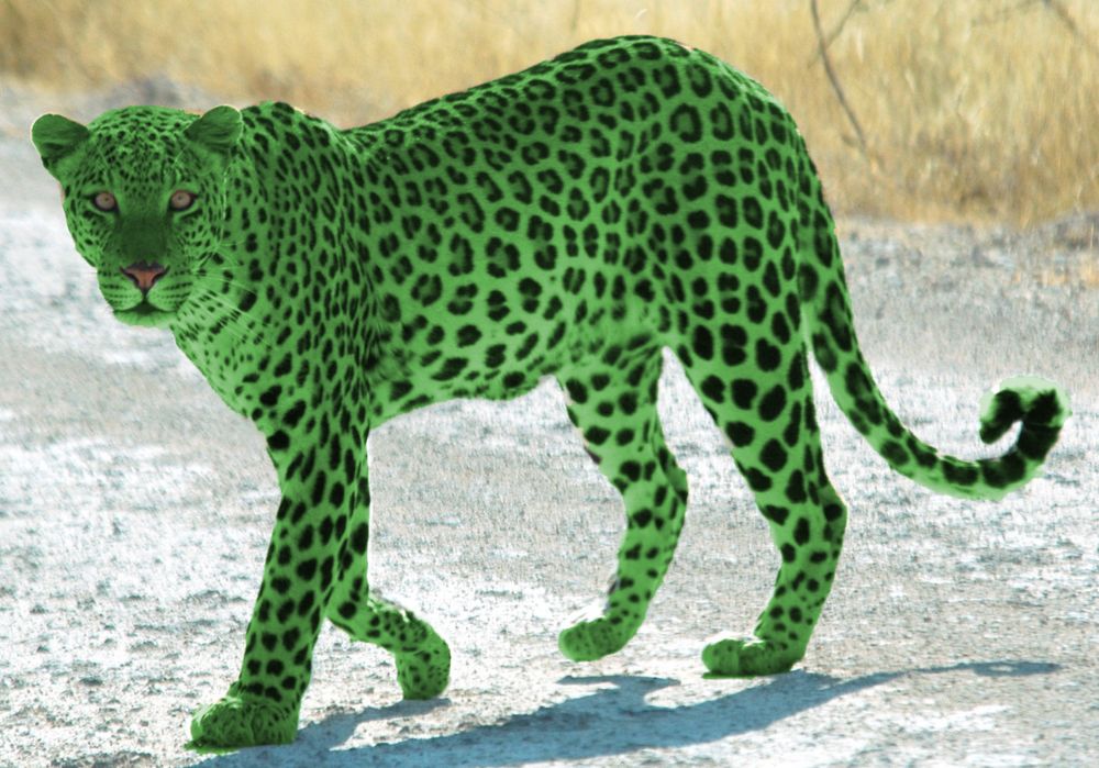 Melon colored leopard