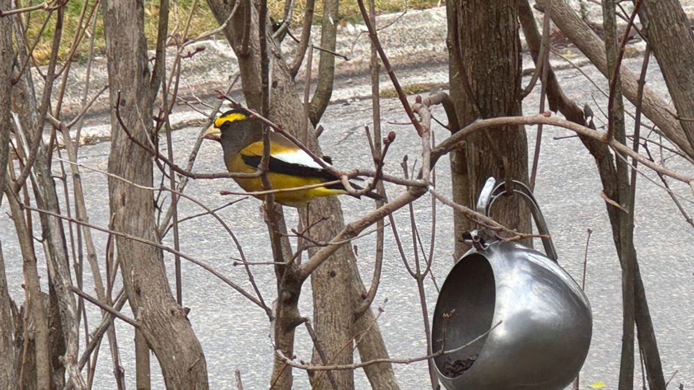 A yellow, black and white bird is perched in a lilac near an old teapot used as a feeder. 