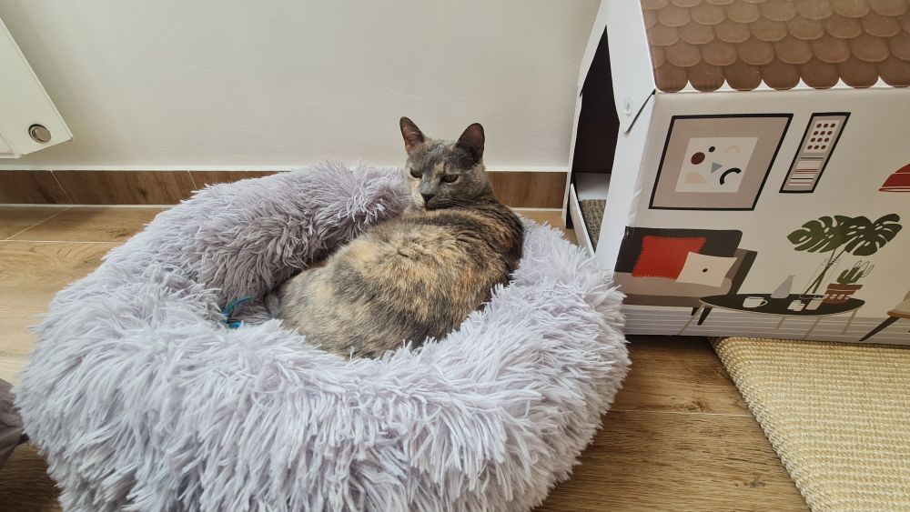 Photo of Penny the grumpy cat in a moment of being slightly less grumpy, lying in a anti-stress bed. 