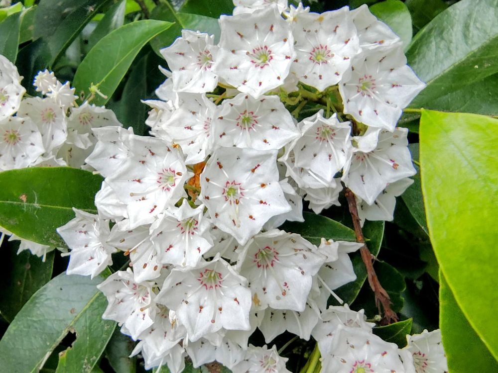 カルミア（ツツジ科）
比較的よく見かける白花の品種