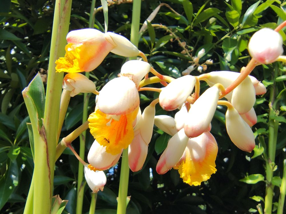 ゲットウ（ショウガ科ハナミョウガ属）の花
