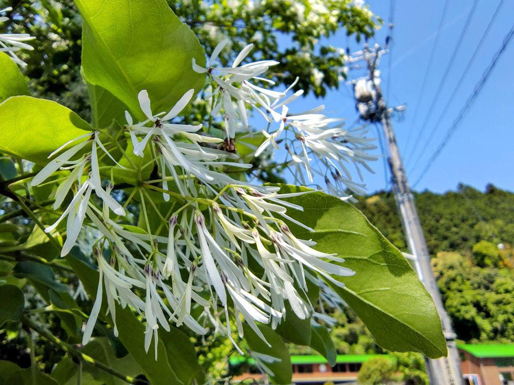ヒトツバタゴの花　接写