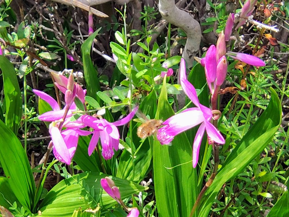 シランの蜜を吸いに来ていたツリアブ（多分ビロウドツリアブ...かな）