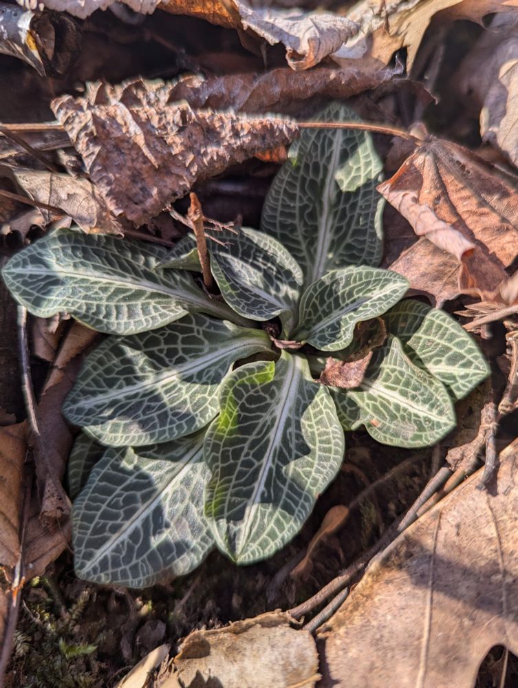 Downy rattlesnake plantain (Goodyera pubescens)