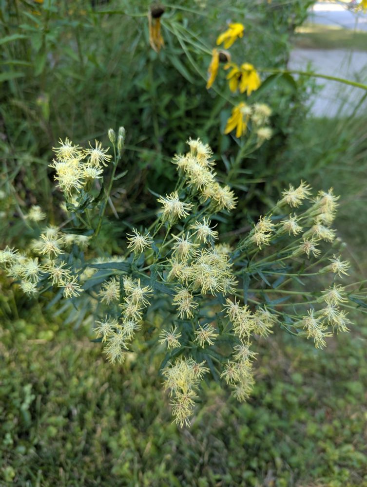 False boneset (Brickellia eupatorioides)