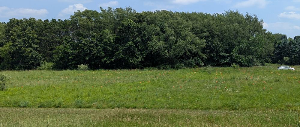 An array of reconstructed prairie plots