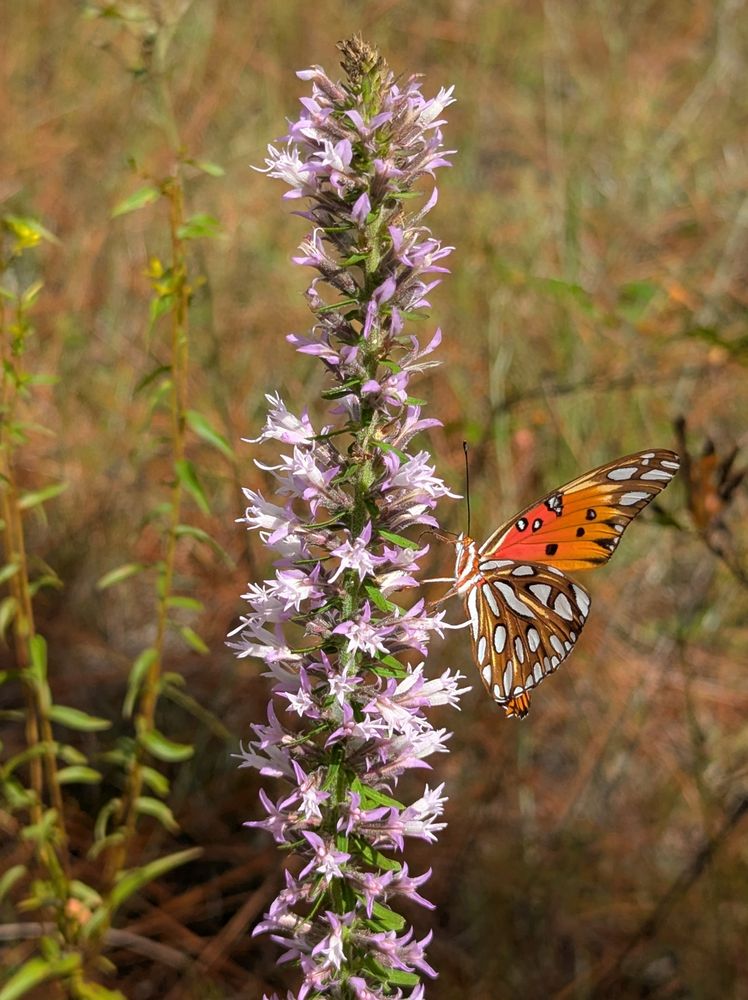 A gulf fritillary visiting pinkscale blazingstar 
