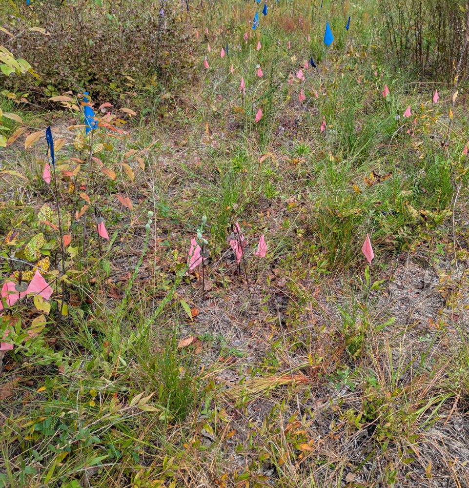 A sea of pink pin flags marking herbaceous plants