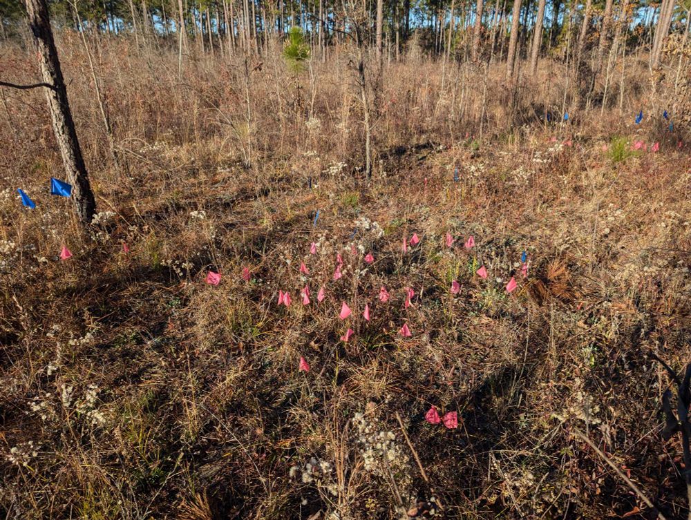Pink and blue pin flags in a field 