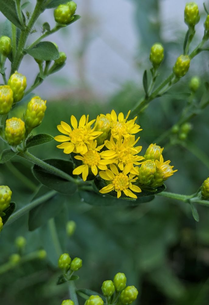 Stiff goldenrod (Solidago rigida)