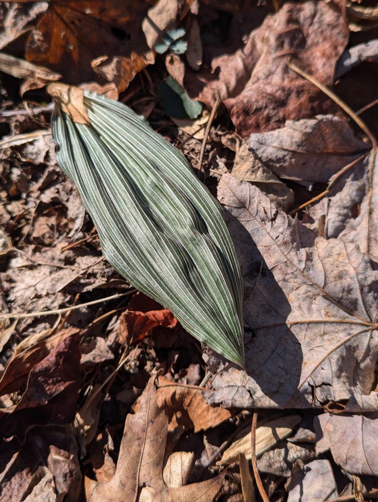 Putty root (Aplectrum hyemale)