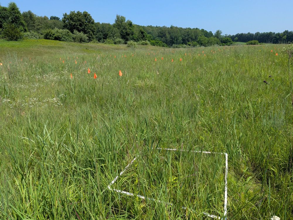 A sampling frame in a reconstructed prairie 