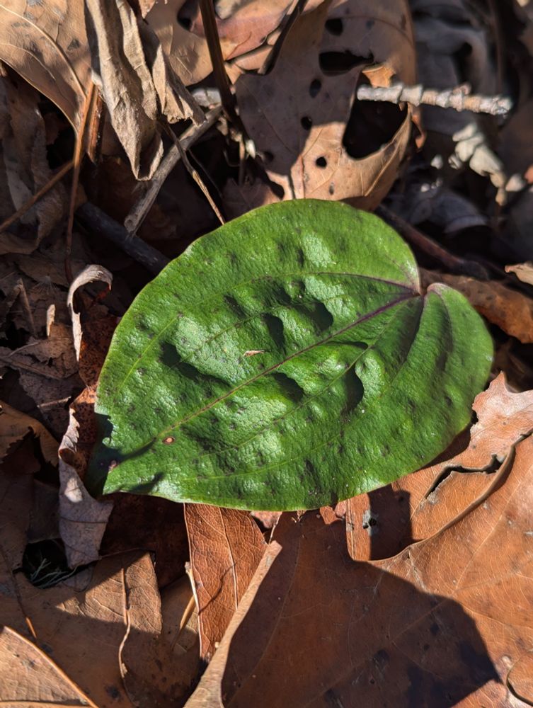 Crane-fly orchid (Tipularia discolor)