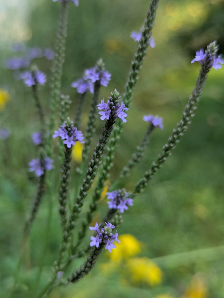 Blue vervain (Verbena hastata)