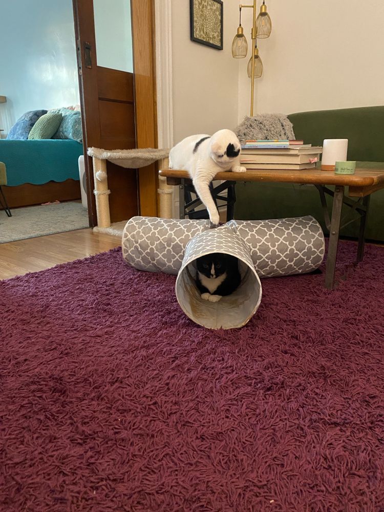 A giant baby cat sits on a table with one paw dangling into the hole in a cat tunnel where an unsuspecting cat gentleman waits demurely. 
