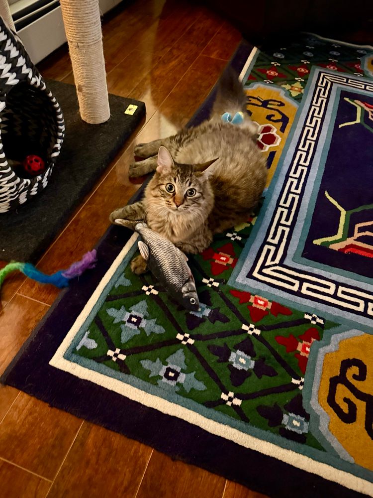 Parker, a brown tabby, lounges on a blue Tibetan rug with his stuffed trout toy.