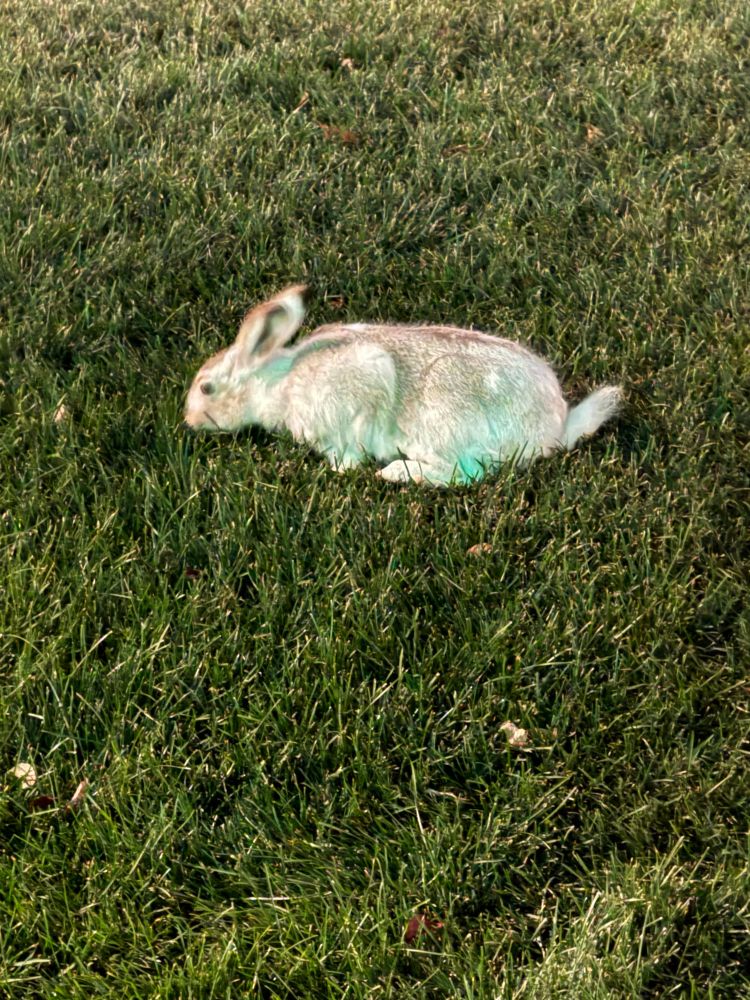 A jackrabbit transitioning to his winter white fur.
