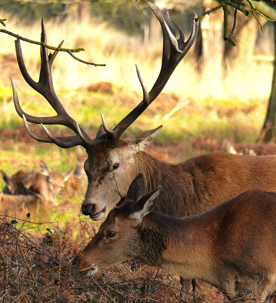 Head and shoulders of a pair of red deer, facing to the left, browsing on dried bracken. The stag has a large pair of antlers and stands behind the hind.