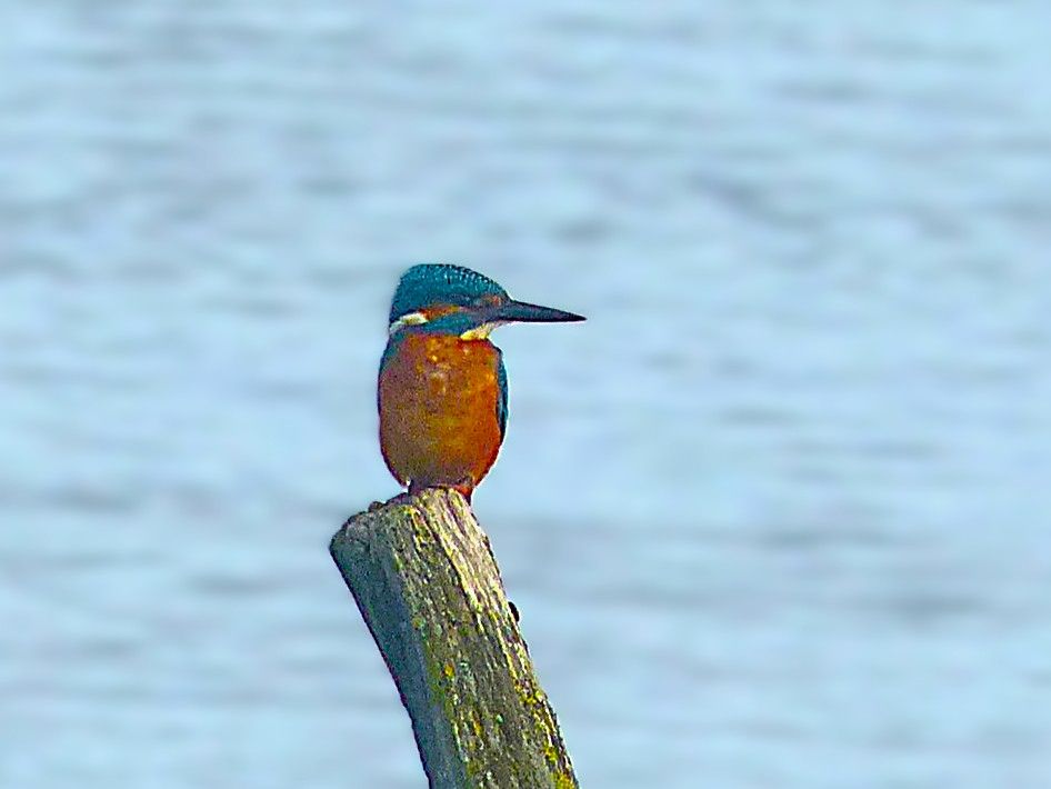 A small bird perches on top of a brown wooden log, head turned to the right, against a background of light blue water. The Kingfisher has an orange breast, a blue head with and an orange face, and its dark coloured beak is long and sharp. 