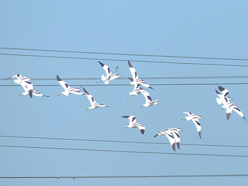 A flock of Avocets fly against a pale blue sky from left to right - the background also contains seven black telegraph wires. The birds are slim and graceful with long legs stretched out behind and a long black beaks which are upturned at their ends. The birds are white with distinctive black markings on the tops of their heads, wing tips, 'elbows' and shoulders.