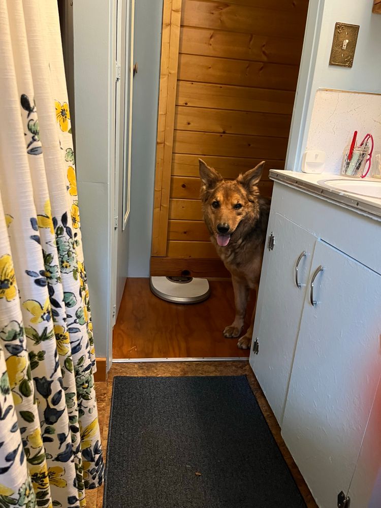 A old but adorable shepherd stalking Mom while she is in the bathroom 