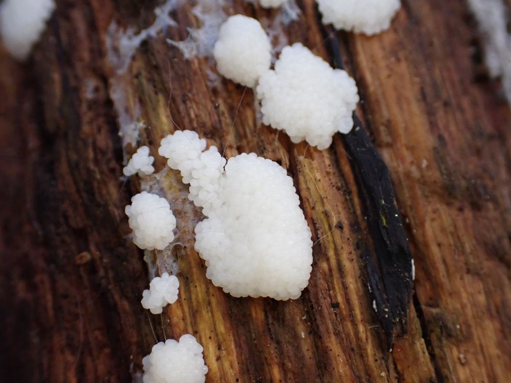 A slime mould that looks like lots of little white balls stuck together on a piece of decaying wood