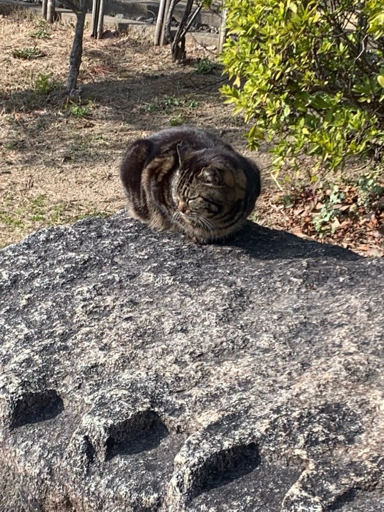 大阪城にいた猫