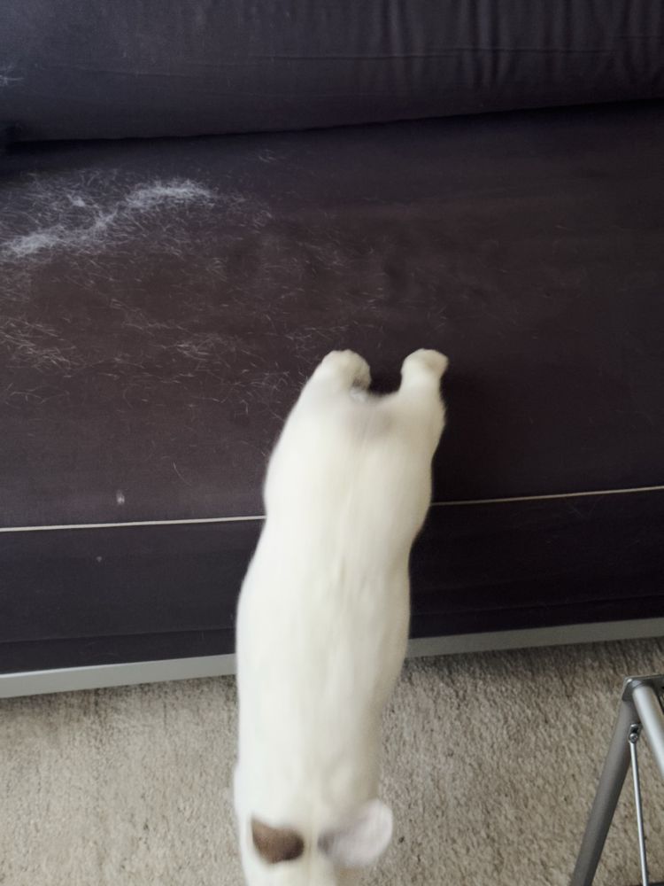 a white rabbit jumping off of a dark grey couch onto a white rug