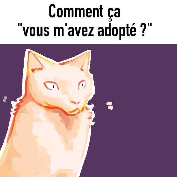 Meme d'un chat en mode "oh mon dieu"
texte : Comment ça "vous m'avez adopté " ?