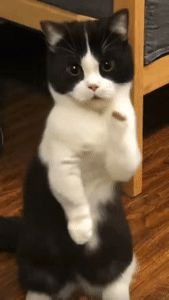 a black and white cat sitting on its hind legs