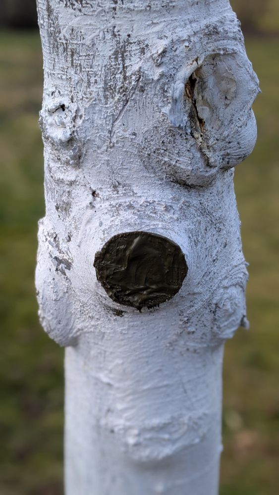 Stamm von einem Apfelbaum mit Kalkanstrich in der Mitte eine mit Baumpflaster versorgte Schnittstelle die wie eine Nase wirkt.