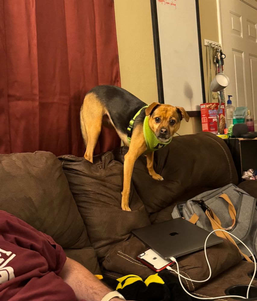 A sweet girl standing on the back of a couch, looking at the camera