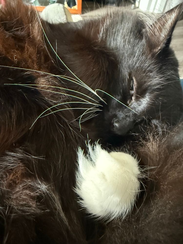 The cat keeps his eyes slightly open and his white paw sticks out.