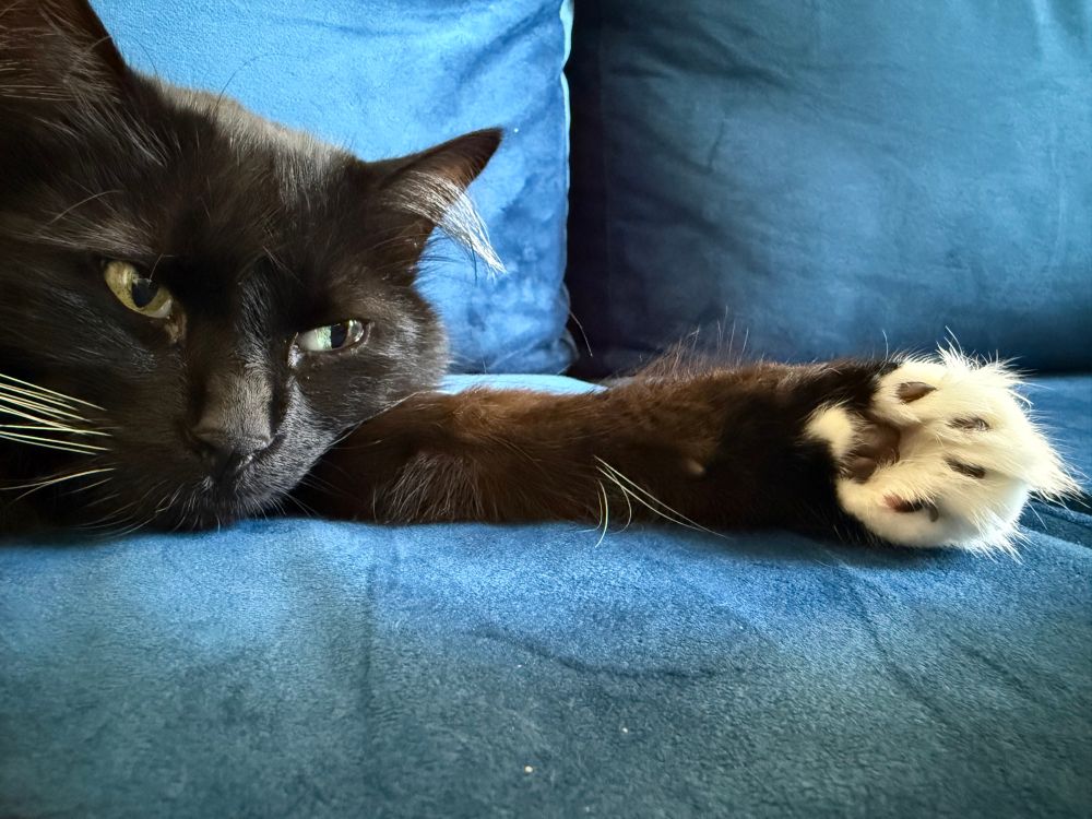 Chairman lies on the couch with his paw extended.