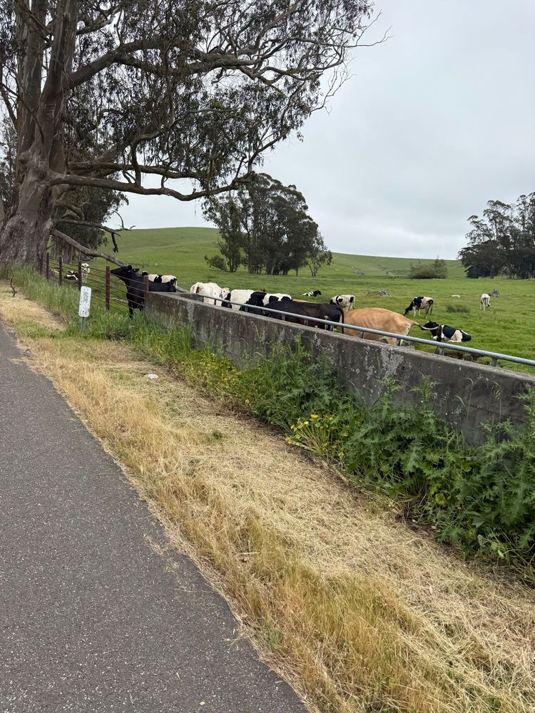 Cows by the fence