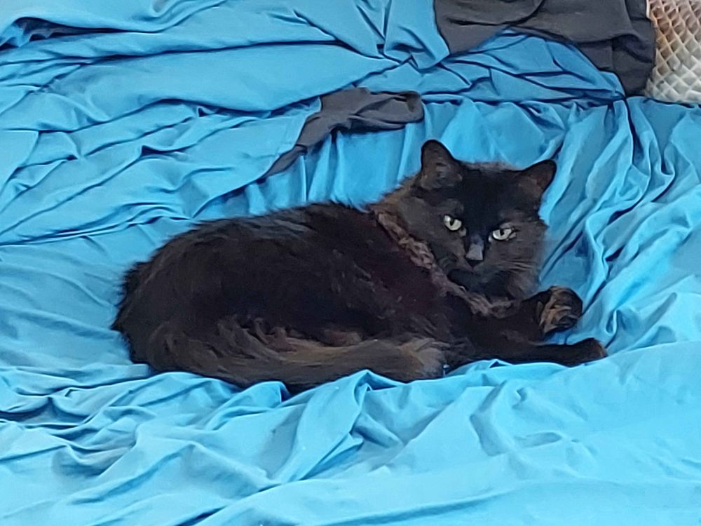 A black fluffy cat laying on messy blue sheets, looking at the camera.  