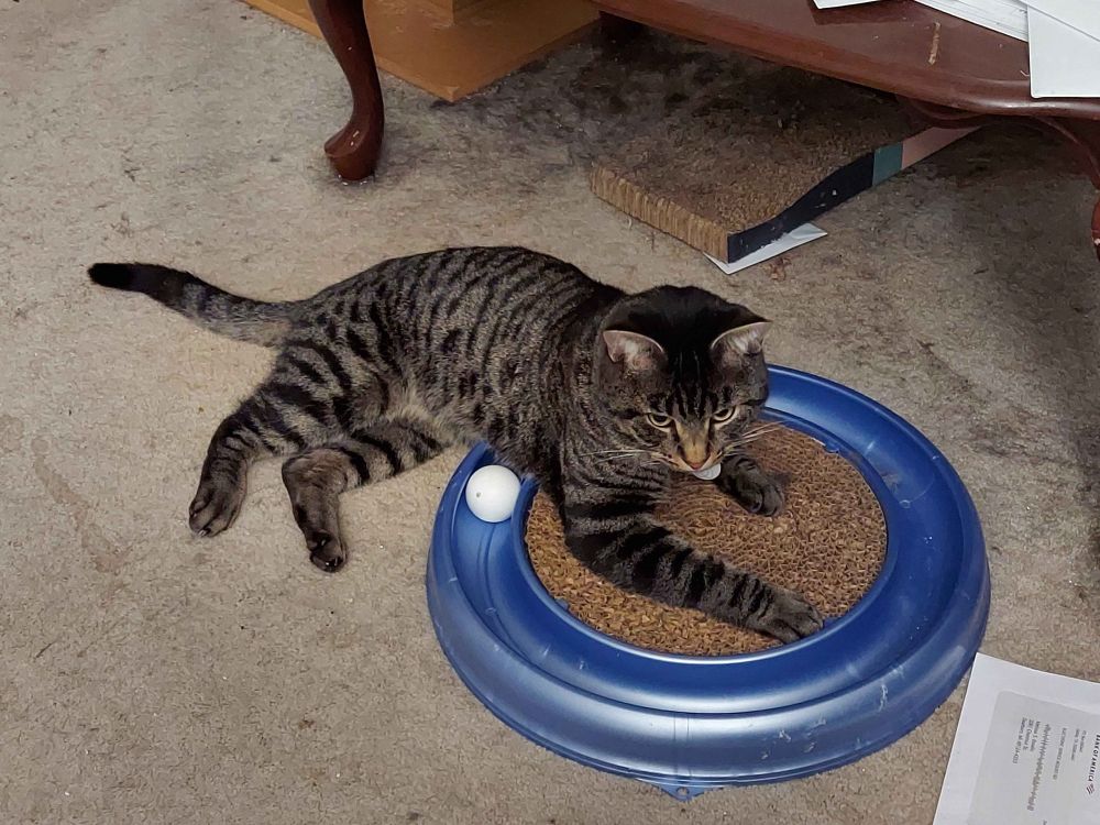 A brown tabby laying on one of those circles with a ball in an outer ring that they can push around to play with, with a cardboard scratcher in the middle of the ring.  