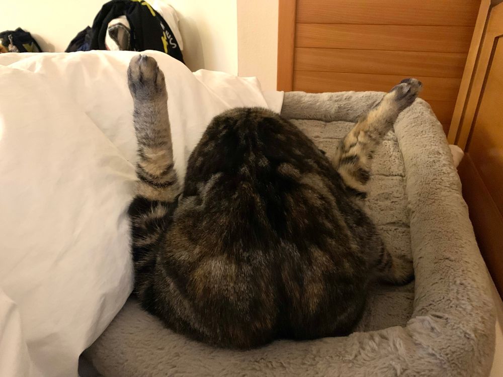 a photo of a cat licking its butt from the back, so that its legs stick out like turkey drumsticks