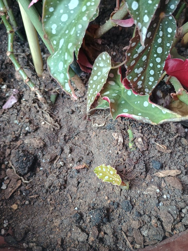 Vista de cima do vaso de uma begônia, com folhas pequenas brotando da terra