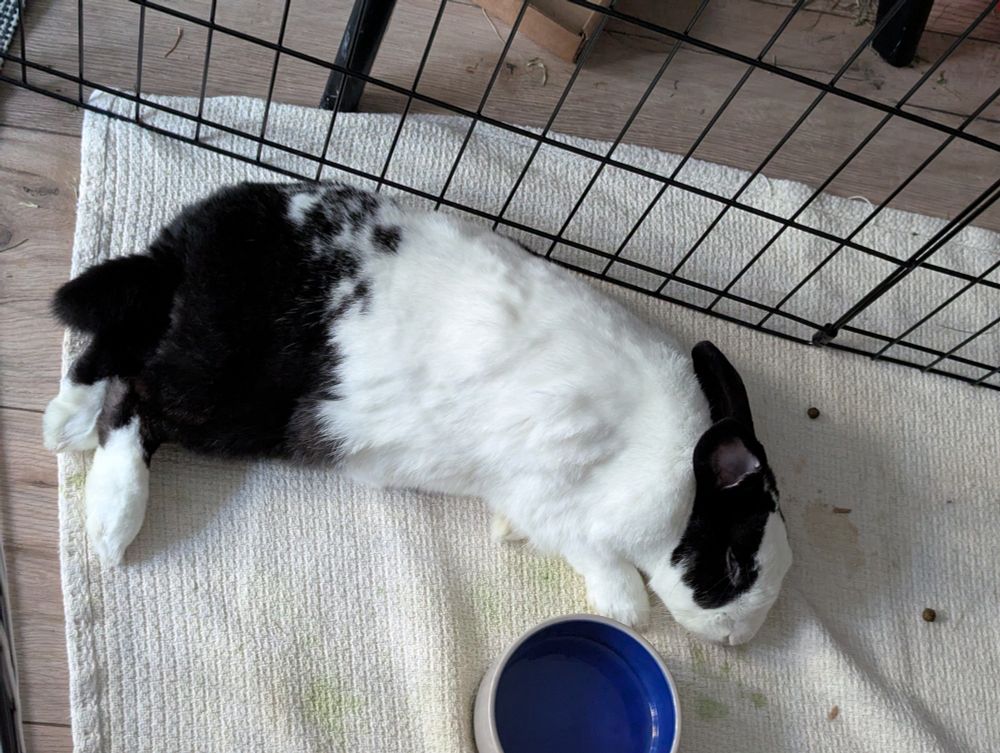MooMoo the black and white rabbit, flopped over on her side and sleeping with her eyes closed. She has one fluffy little paw up next to her face