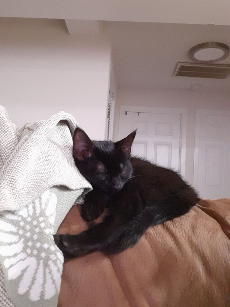 Sleeping kitten on the back of a couch. 