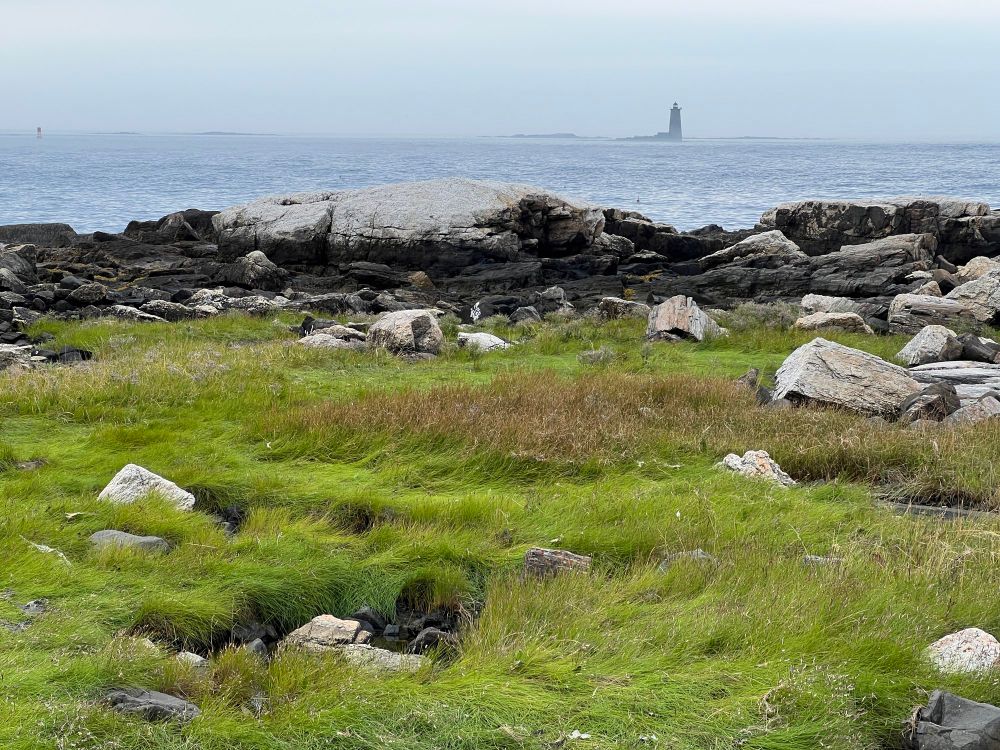 It’s a photo of grass with a lighthouse in the distance.